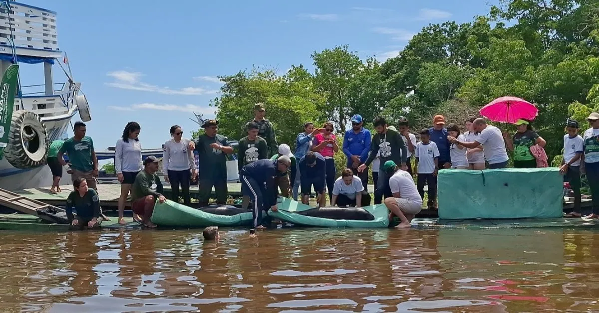 A partir da constatação de que o peixe-boi está vulnerável à extinção, o projeto busca alternativas para garantir a sobrevivência de indivíduos resgatados, principalmente filhotes órfãos, por meio da reabilitação, aclimatação e reintegração desses animais à natureza.