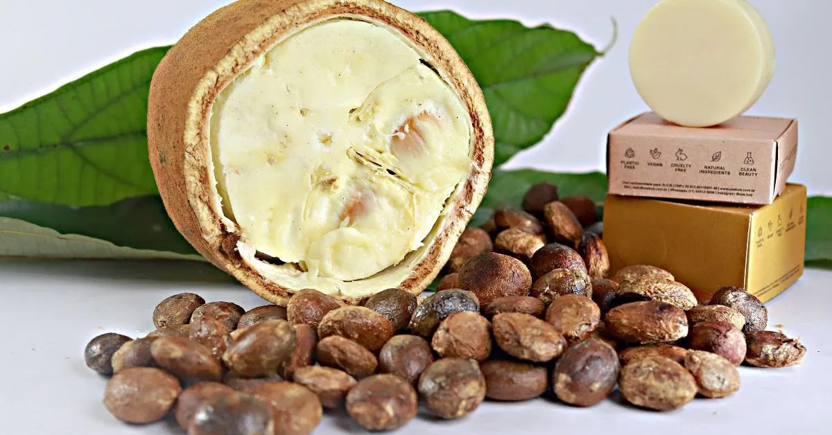 Nativa da Amazônia, a fruta cupuaçu vem ganhando destaque global graças ao sabor único e aos múltiplos benefícios à saúde.