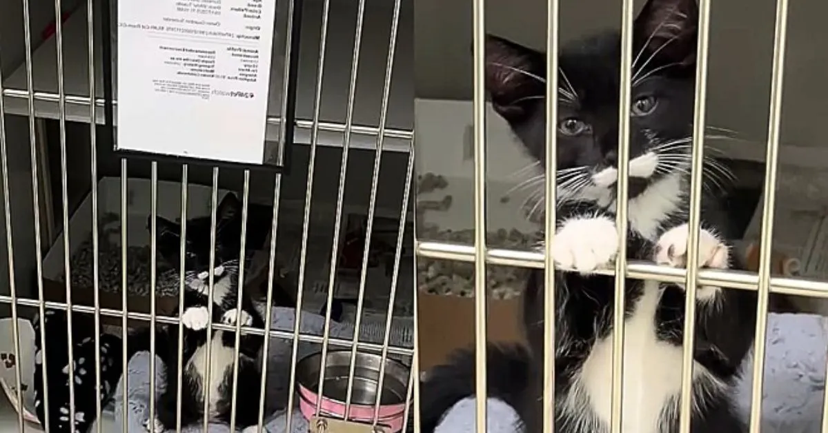 O animal de nome Kerby e pelagem preta e branca, tal como um'frajolinha' foi encontrado vagando sozinho nas ruas no início do ano e foi resgatado pela equipe do abrigo Main Line Animal Rescue (MLAR).