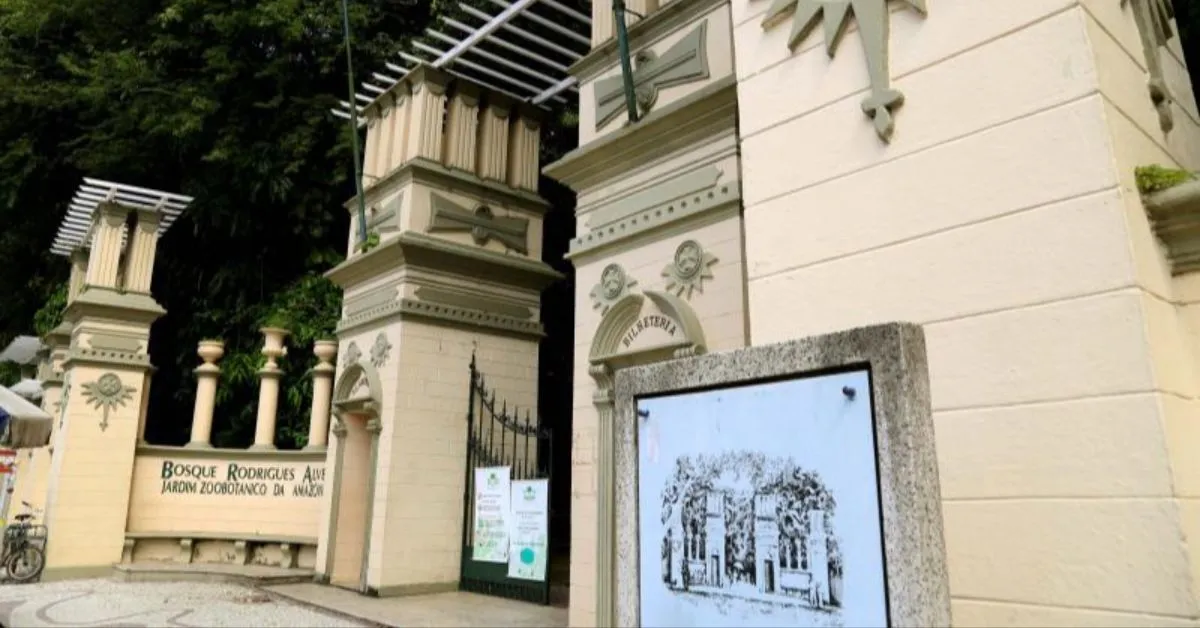Projeto reúne educação ambiental, reflorestamento e legado da sumaúma bicentenária da Basílica de Nazaré.