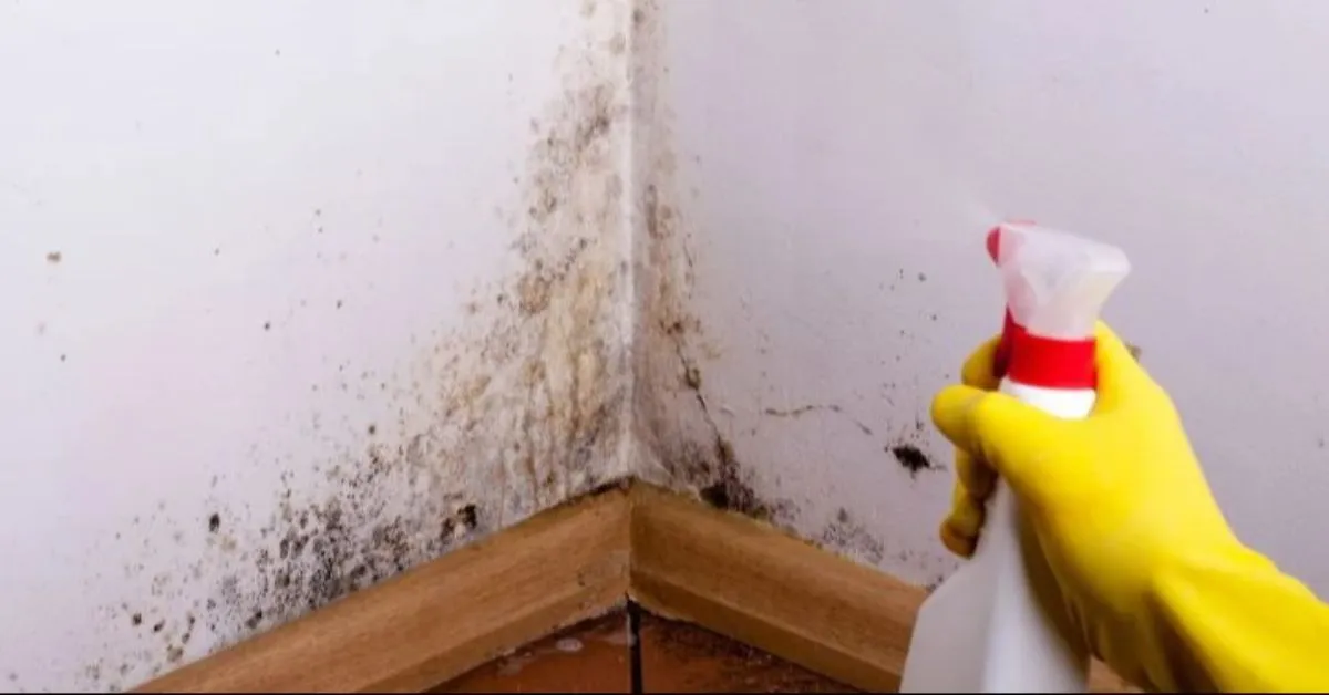 Saber identificar o tipo de tinta é essencial para remover sujeiras e mofo de forma segura