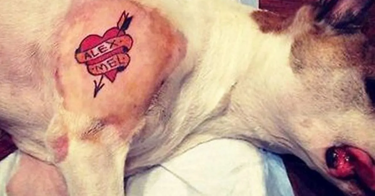 A lei começou a tramitar em 2020, após uma tendência em tatuar animais por fins estéticos.