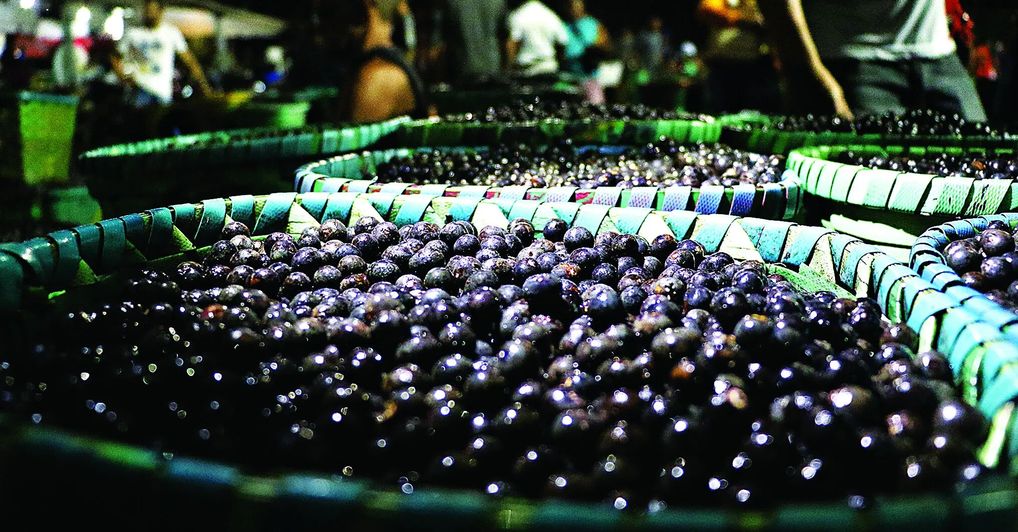 A retração estimada nas vendas para o mercado americano pode desencadear uma repercussão socioeconômica profunda, ameaçando a geração de renda, os postos de trabalho e os avanços em inclusão produtiva no Pará