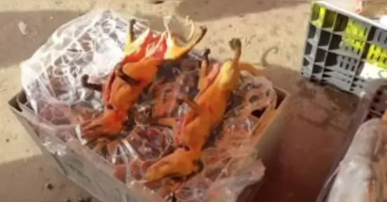 A comercialização desse tipo de carne configura crime ambiental e infração administrativa, conforme estabelecido na Lei nº 9.605/98, além de representar sérios riscos à saúde da população local.