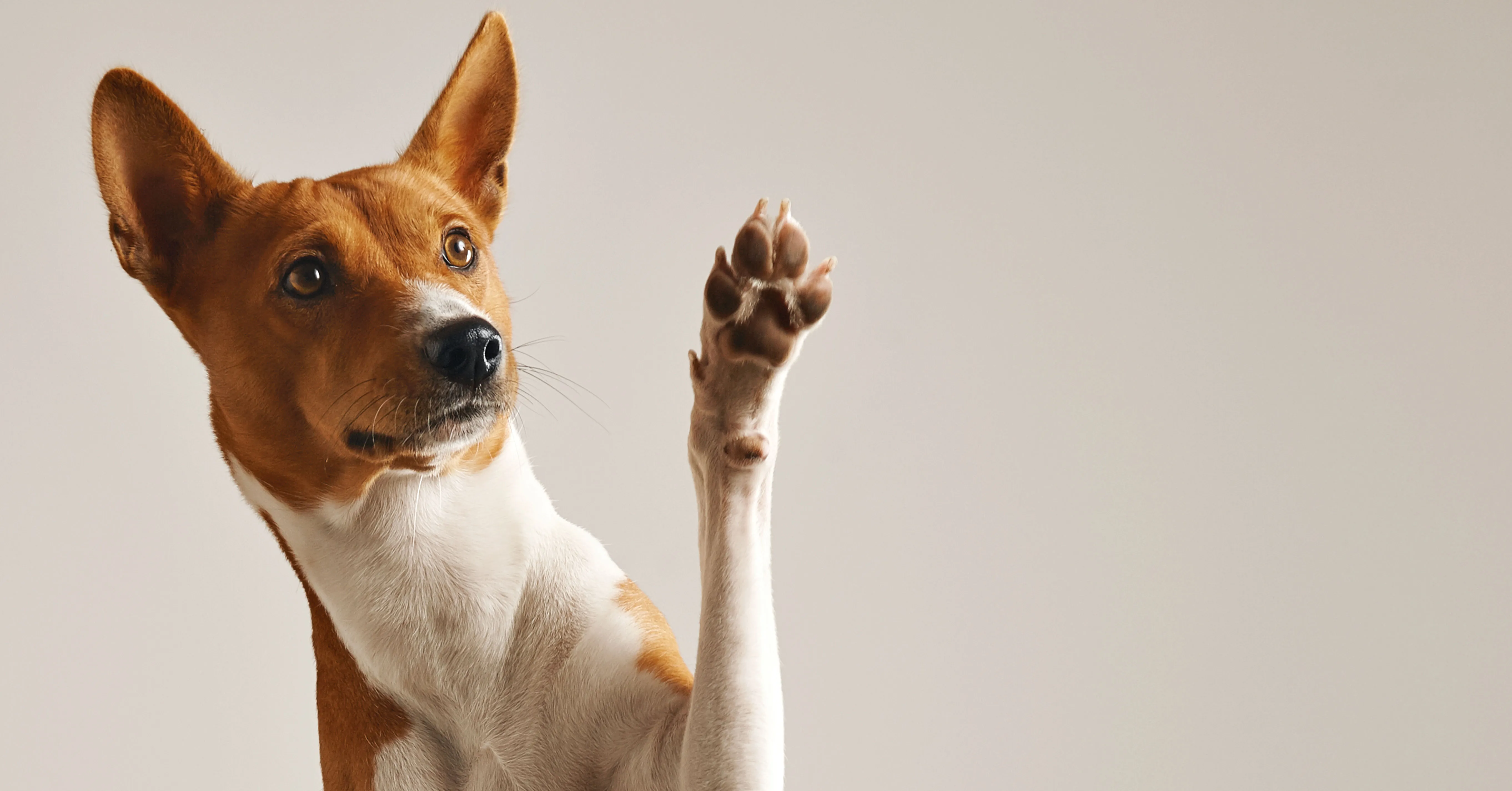 O que parece um comportamento esquisito dos cães é, na verdade, um ritual cheio de informações.