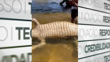 Banhistas mexem no jacaré morto