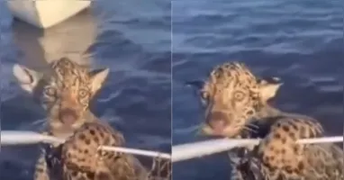 O filhote foi resgatado por um pescador no Pantanal