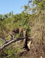 Aos 9 anos, Medrosa é uma das onças mais conhecidas e estudadas da região.