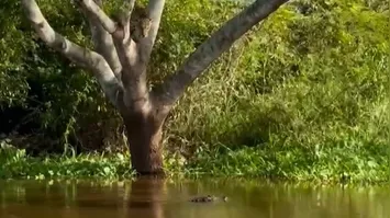 A "Medrosa" momento antes de atacar o jacaré