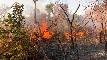 A combinação de altas temperaturas, tempo seco e ações humanas imprudentes aumenta significativamente o risco de incêndios