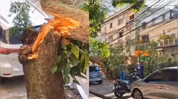 A árvore caiu no início da manhã desta quinta-feira