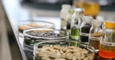 Entre os destaques da programação estão exposições sobre o Parque de Bioeconomia e Inovação da Amazônia e o Centro de Sociobioeconomia, além de estudos inéditos sobre temas relacionados à bioeconomia regional