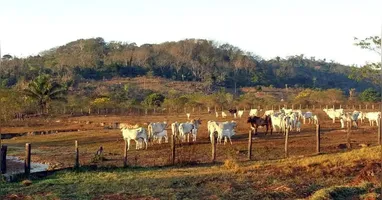 A pecuária avançou sobre 62,7 milhões de hectares de áreas naturais, sendo um dos maiores responsáveis pela degradação ambiental no Brasil.