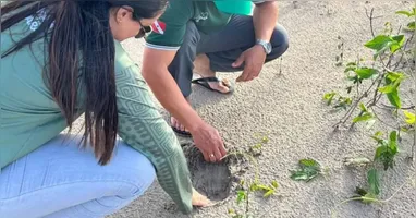 Região de Araraquara registra desova simultânea de quelônios marinhos e de água doce, reforçando a necessidade de proteção integrada.