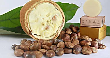 Nativa da Amazônia, a fruta cupuaçu vem ganhando destaque global graças ao sabor único e aos múltiplos benefícios à saúde.