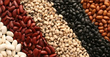 Versátil e nutritivo, o grão é base da alimentação no Brasil e aliado da saúde.