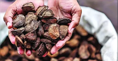 No grupo das oleaginosas estão presentes nozes, amêndoas, castanhas, avelãs e sementes como as de girassol, linhaça, chia, alimentos ricos em nutrientes e que desempenham várias funções importantes para a saúde.