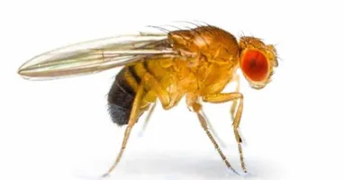 Drosophila melanogaster, a mosca-das-frutas, é um gigante da pesquisa genética e biomédica.
