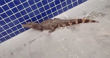 Jacaré foi avistado em bairro residencial de Ananindeua após fortes chuvas.