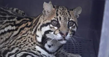 Felino passou por cirurgia para remoção dos projéteis
