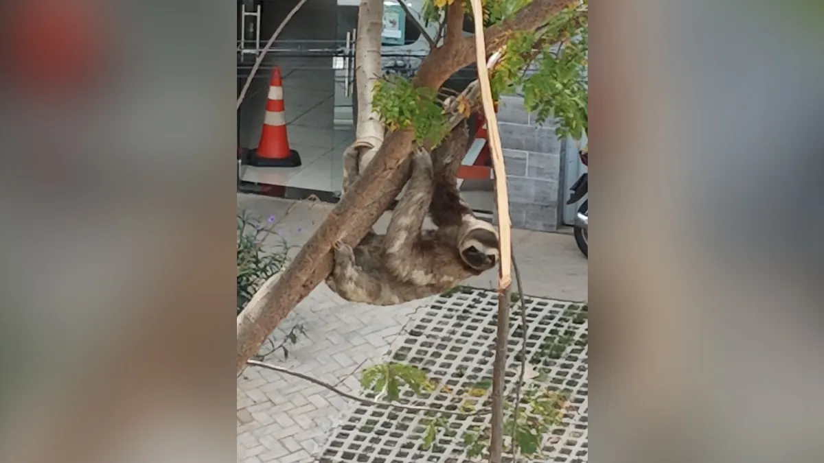 Imagem ilustrativa da notícia Vídeo: preguiça aparece em unidade de saúde em Marabá