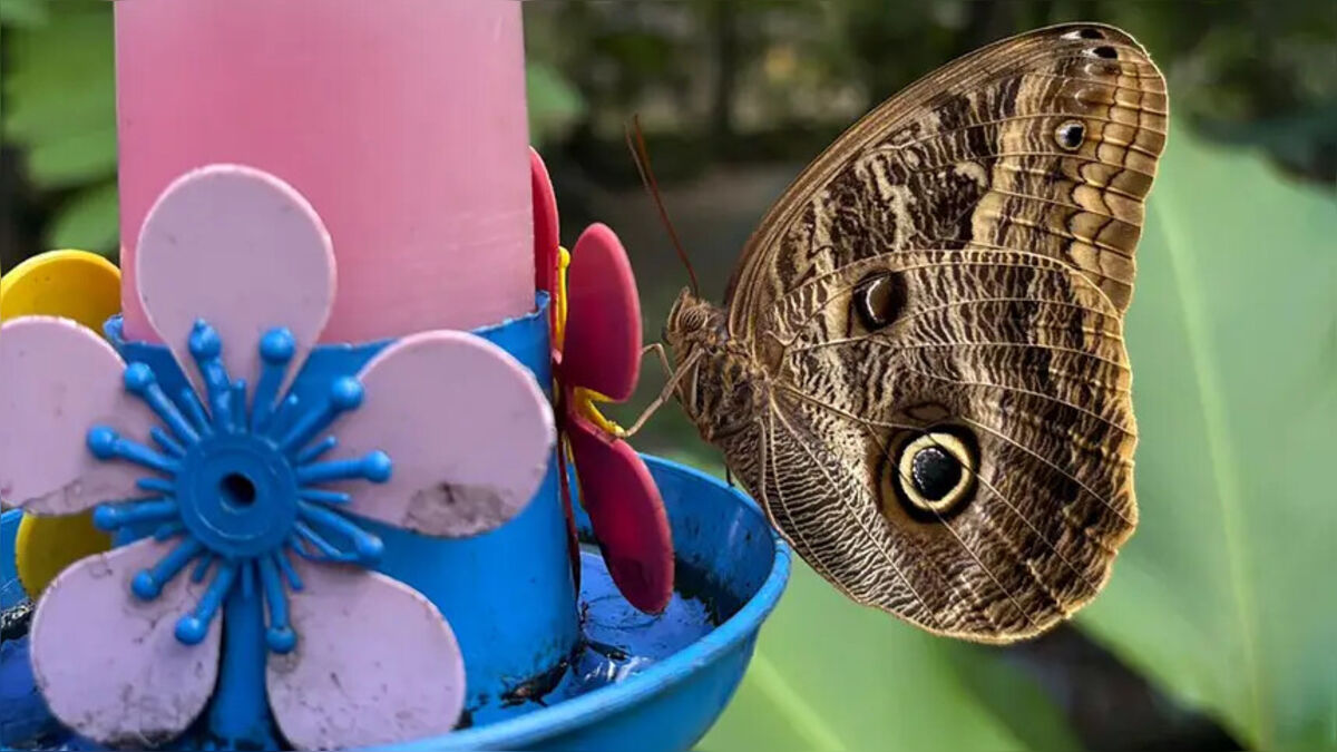 Espécie de borboleta volta ao borboletário do Mangal das Garças