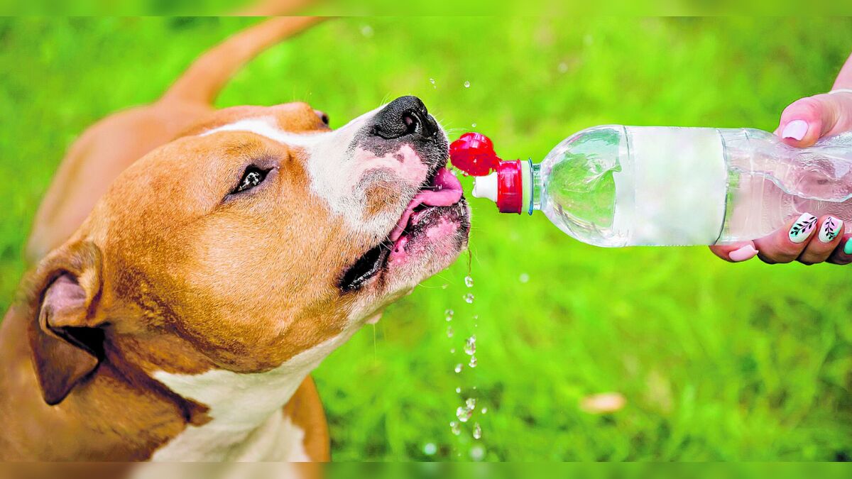 Como proteger o seu pet durante o verão? Veja algumas dicas