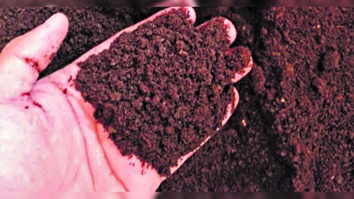 Projeto ajuda a reestabelecer a riqueza da terra; saiba mais
