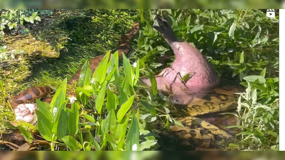 Sucuri devora capivara inteira no meio do Pantanal e vídeo impresssiona