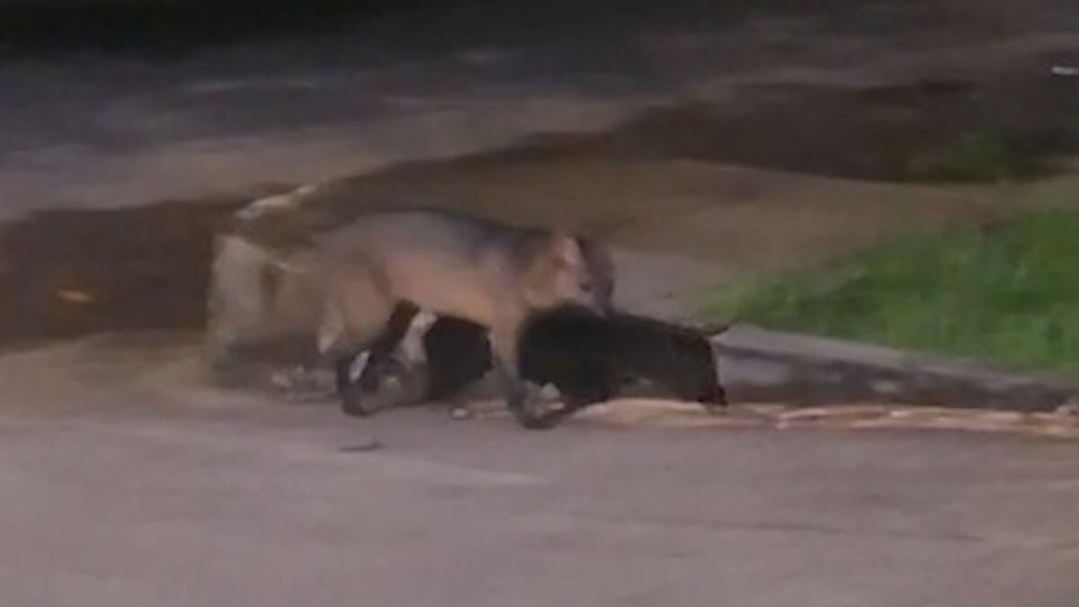 Lobo-guará em Ananindeua? Biólogo desvenda e explica aparição de animal