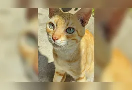 A orientação é que, caso alguém veja o animal, tente mantê-lo no local e entre em contato imediatamente com os tutores.