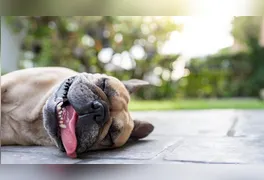 A recomendação principal é garantir água fresca, sombra e ventilação.