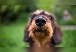 Para os humanos, o gesto pode parecer constrangedor, mas para os cães é apenas uma forma de saudação.