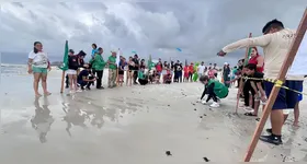 Os filhotes foram acompanhados desde o momento da desova