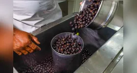 Cadastramento dos estabelecimentos e uso de equipamentos como o branquedor estão entre as regras do programa estadual de manipulação do açaí.