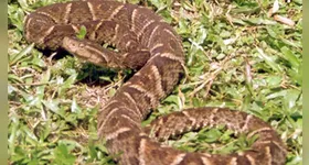 O Pará registrou 11.009 acidentes com animais peçonhentos em 2024.