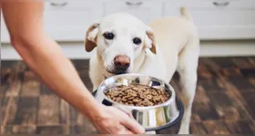 A hora de trocar a ração do cachorro é muito importante, afinal a ração é fundamental para a saúde