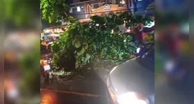 Árvore caiu em pleno bairro Batista Campos