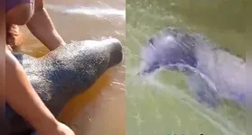 os dois botos que foram salvos pelas pessoas