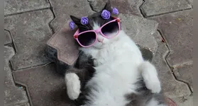 Observadores, seletivos e independentes, os gatos conquistam tutores ao redor do mundo com seu comportamento único.