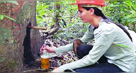 A copaíba é comum na medicina tradicional de regiões da Amazônia. Acima, coleta em Belterra, no Pará.