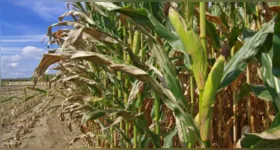 Palha de milho, antes tratada como resíduo agrícola, agora é testada como matéria-prima para cimento sustentável.
