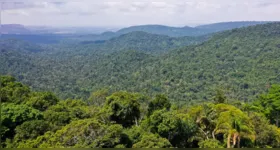 É lançado edital para o financiamento de pesquisas em prol da proteção e restauração das florestas na Amazônia.