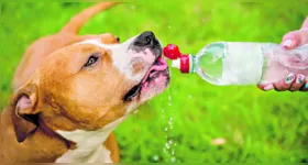 Muita água e sombra fresca é o ideal para os pets neste momento de calor intenso.