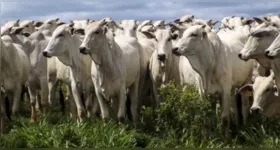 O município tem o maior rebanho bovino do país.