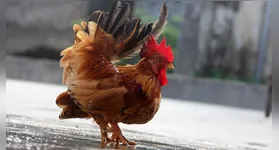 O que tem de baixo, tem de preço alto