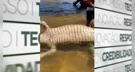 Banhistas mexem no jacaré morto