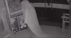 Nas imagens, o suspeito aparece entrando no local completamente envolto no tecido branco.