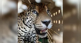 Onça sendo transportada no Avião Solidário