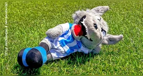 O Lobo está reagindo, mas precisa de muito mais pontos.